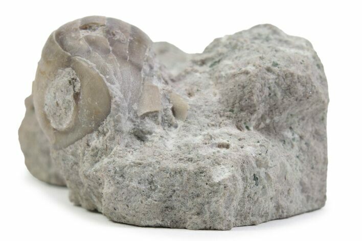 Bargain, Enrolled Nileus Armadillo Trilobite - Russia #363240